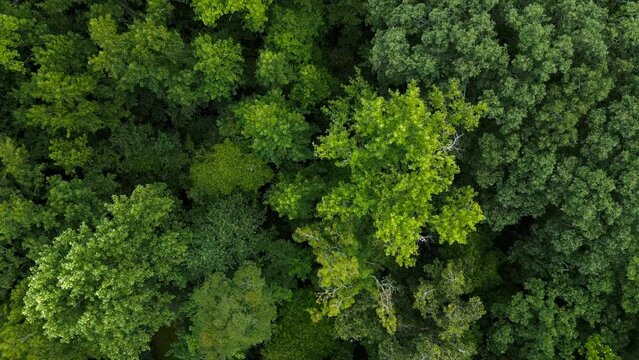 Aerial scene over forest green trees in South Carolina