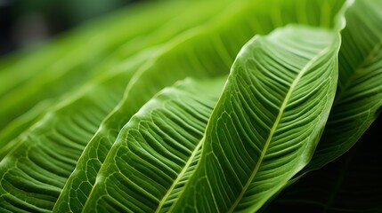 intricate green lines forming uhd wallpaper
