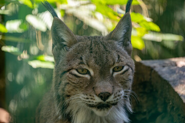 The portrait of a lynx in a national park in Germany