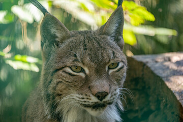 The portrait of a lynx in a national park in Germany