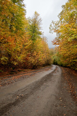 Autumn forest road. View of autumn forest road with fallen leaves Fall season scenery.
