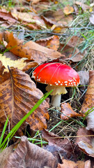 Amanita muscaria or fly agaric mushroom in autumn forest