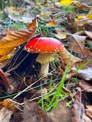 Amanita muscaria or fly agaric mushroom in autumn forest