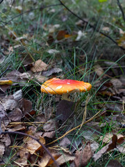 Amanita muscaria or fly agaric mushroom in autumn forest