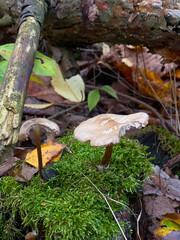 Mushroom in the autumn forest among the fallen leaves and moss