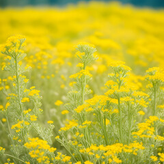 Obraz premium field of yellow flowers, spring 