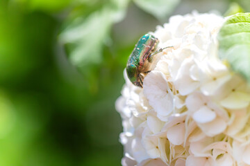 Green chafer, Cetonia aurata, rose chafer or the green rose chaferon white hydrangea flower in garden
