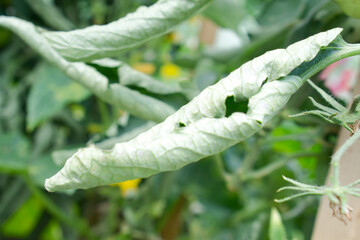 Eingerollte Blätter an Tomatenpflanze