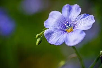 Beautiful blooming flax flowers in the forest. Floral background.