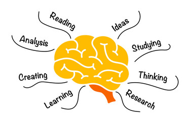 Human Brain Anatomy Infographic. Educational concept. Creative thinking Vector illustration. Creative diagram with 5 parts and options. Generating Ideas Brainstorm.