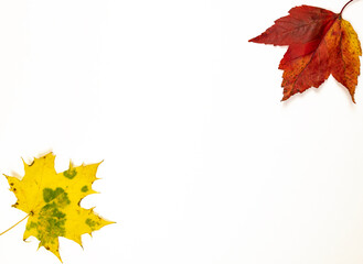 Two maple leaves on a white background are laid out diagonally.
