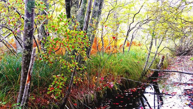 Autumn colored forest landscape with water stream 