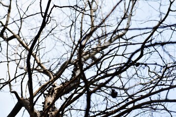 Selective focus shot of a leafless tree against a blue sky