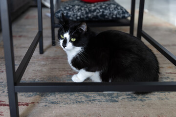 A black and white cat sits on a rug under the table