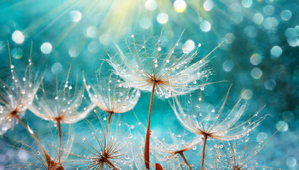 dandelion seeds in droplets of water on blue and turquoise beautiful background with soft focus in nature macro drops of dew sparkle on dandelion in rays of light