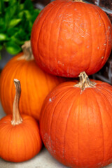 pumpkin on the ground