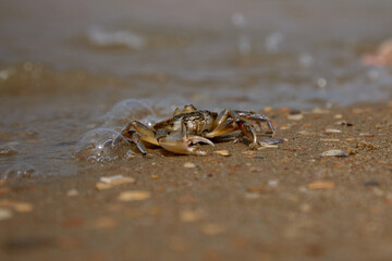 crab on the sand crab skin in the sun under the sun
