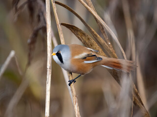Bearded reedling or Bearded tit, Panurus biarmicus