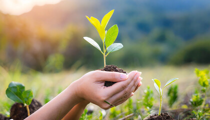 international forest day earth day in the hands of trees growing seedlings bokeh green background female hand holding tree on nature field grass forest conservation concept reduce global warming