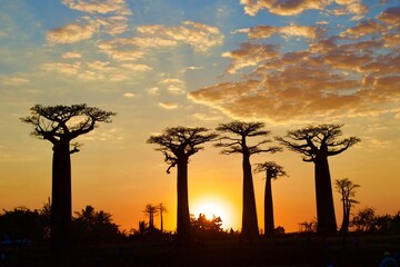 sunset in the avenue of baobabs, Morondava, Madagascar 