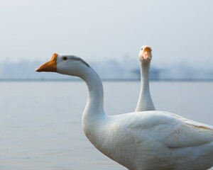 Closeup of white Chinese geese, Anser cygnoides domesticus. - obrazy, fototapety, plakaty
