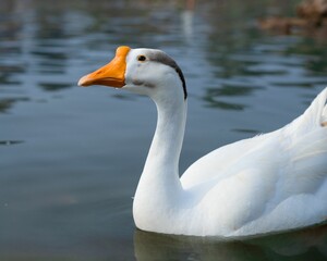 Closeup of a white Chinese goose floating on the water's surface. Anser cygnoides domesticus.