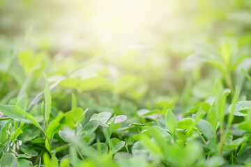 Green grass and Clover, trefoil, Trifolium background with sunlight. Close-up image of nature.