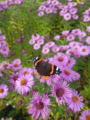 Red admiral butterfly on coneflowers, dunfermline glen 