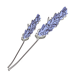 Lavender plant bunch, branch line art simple vector illustration on white background. Botanical rustic trendy style
