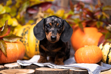  dachshund puppy black tan colormerle dog