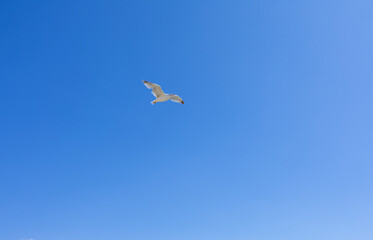 Seagull flying in the blue sky background.