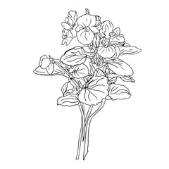flor de azucar - begonia flowers
