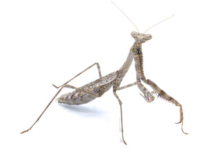 Carolina Mantis - Stagmomantis carolina - a type of praying preying mantis isolated on white background full detail throughout front side face view