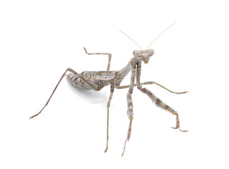 Carolina Mantis - Stagmomantis carolina - a type of praying preying mantis isolated on white background full detail throughout front side view