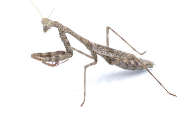 Carolina Mantis - Stagmomantis carolina - a type of praying preying mantis isolated on white background full detail throughout side profile view