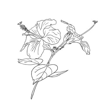 hibiscus flower