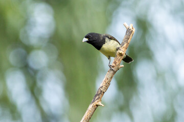 Male of Yellow-bellied Seedeater also know as Baiano perched on a tree branch in a forest. Species Sporophila nigricollis. Bird lover. Birdwatching. Birding.