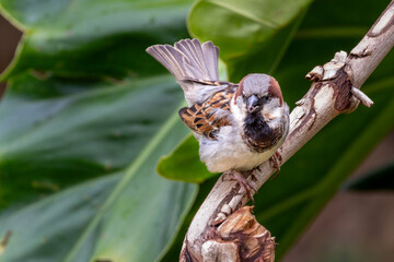 The sparrow also know as Pardal or Gorrion singing perched on the branch. Species Passer domesticus. Animal world. Birdwatching