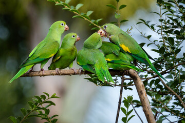 A family of Plain Parakeets feeding their young. Species Brotogeris chiriri. It is a typical parakeet of the Brazilian rain forest. Birdwatching. bird lover. wild animal.