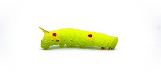 Small eyed sphinx moth - Paonias myops - caterpillar larva lime green color with red spots or dots....