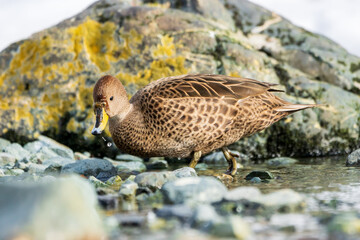 ヒメキバシオナガガモ　サウスジョージア島