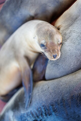 Obraz premium Baby sealion, Galapagos