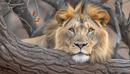 Fototapeta premium Majestic lioness resting in the savannah, alertness in her eyes generated by AI