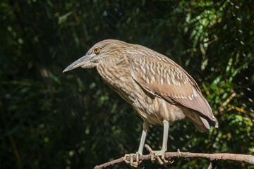 Closeup of bittern bird standing on thin branch against blur greenery background