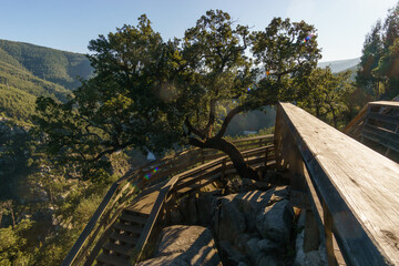 Fototapeta premium Tree at wooden walkway hiking path with stairs at the Arouca Bridge near the Paiva river, Arouca, Portugal