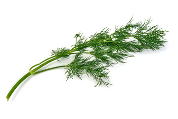 Fresh dill, isolated on white background.