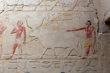 SAQQARA, EGYPT - MARCH 23, 2023:  Pictures from the inner walls  in the Saqqara necropolis, Egypt...
