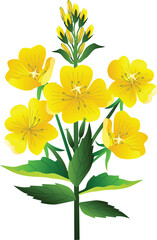 evening primrose oenothere flower clip art