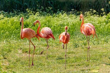 flamingos walking in water with green grasses background.