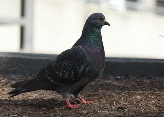 Close-up shot of a pigeon on a dirty ground